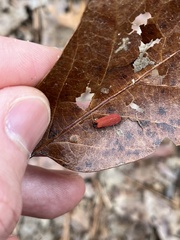 Dictyoptera aurora