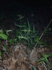 Phlox pilosa