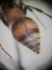 Myrmilloides grandiceps