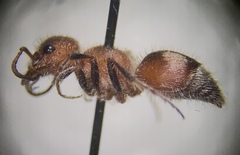 Myrmilloides grandiceps