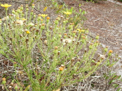 Chrysopsis delaneyi