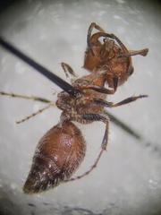 Myrmilloides grandiceps