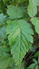 Rubus