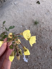 Chylismia claviformis