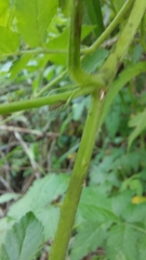 Rubus