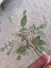 Chylismia claviformis