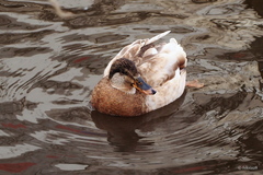 Anas platyrhynchos domesticus
