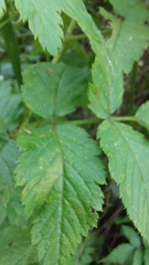 Rubus