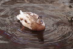 Anas platyrhynchos domesticus