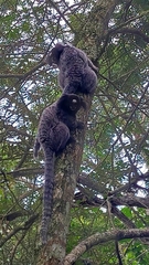 Callithrix penicillata