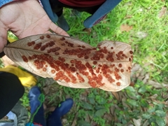 Acalitus brevitarsus