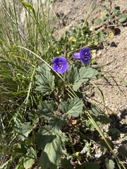 Phacelia minor