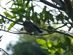 Rhipidura fuliginosa