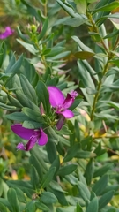 Polygala myrtifolia