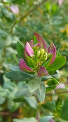 Polygala myrtifolia