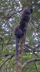 Callithrix penicillata