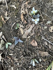 Trillium nivale