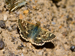 Muschampia proteides