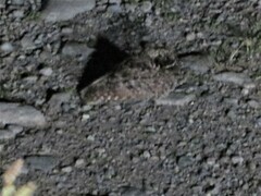 Phalaenoptilus nuttallii