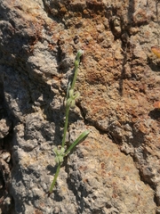 Pectocarya linearis ferocula