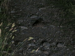 Phalaenoptilus nuttallii