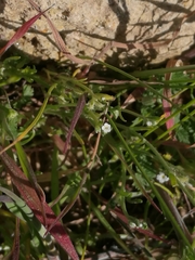 Pectocarya linearis ferocula