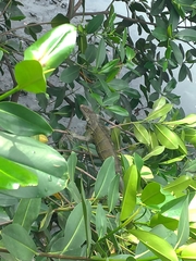 Iguana iguana