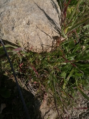 Pectocarya linearis ferocula