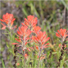 Castilleja affinis affinis
