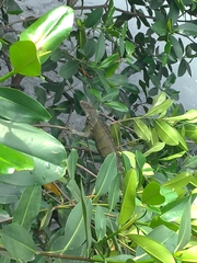 Iguana iguana