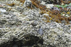 Cinclodes patagonicus