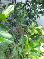 Iguana iguana