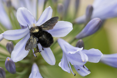 Bombus pauloensis