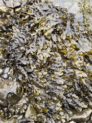 Fucus serratus