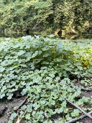Hydrocotyle ranunculoides