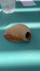 Dinocardium robustum