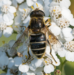 Eristalis nemorum