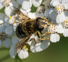 Eristalis nemorum
