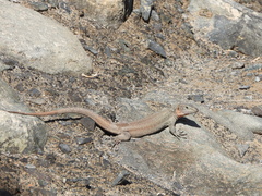 Gallotia stehlini