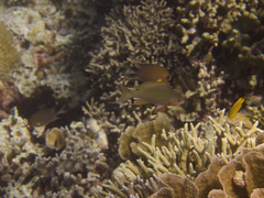 Pseudanthias huchtii