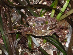 Liocarcinus navigator