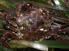 Liocarcinus navigator