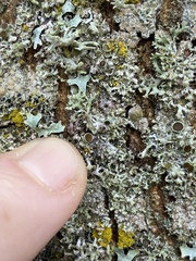 Physcia tenella