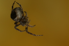Pararaneus spectator