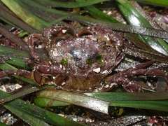 Liocarcinus navigator