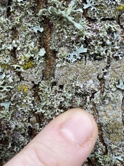 Physcia tenella