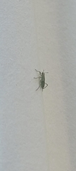 Aphis