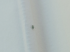 Aphis