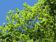 Acer grandidentatum