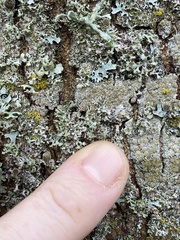 Physcia tenella